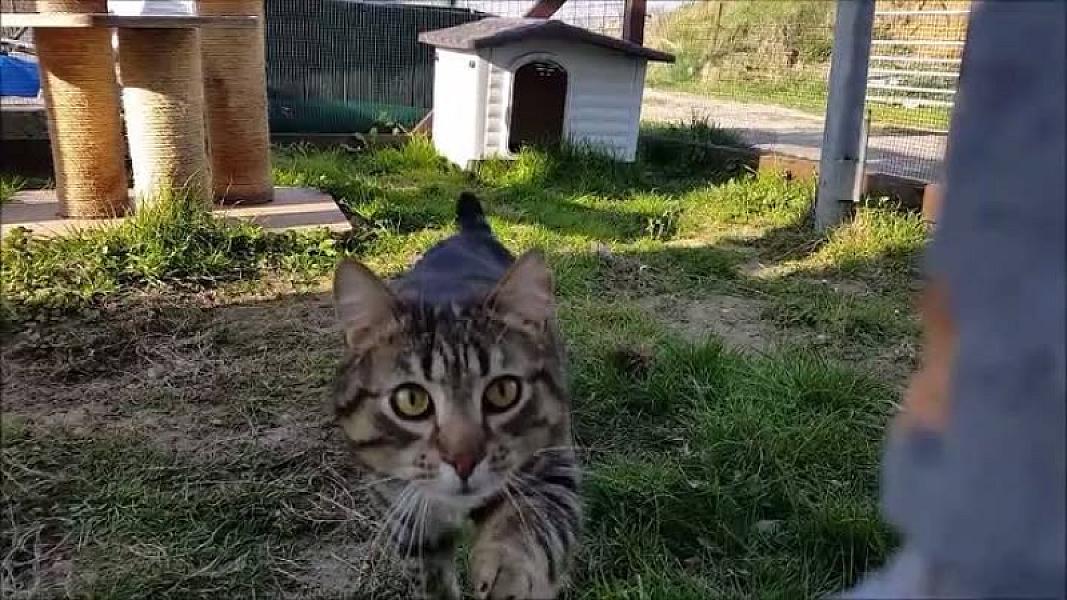 Kattenpraat