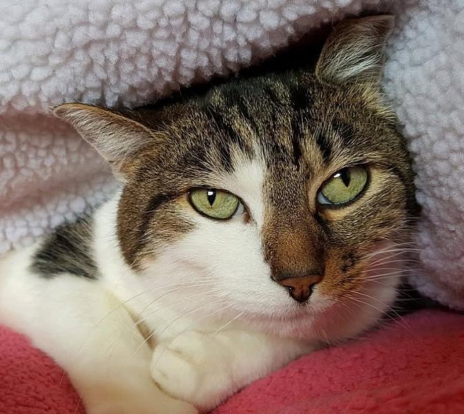 Kattenpraat