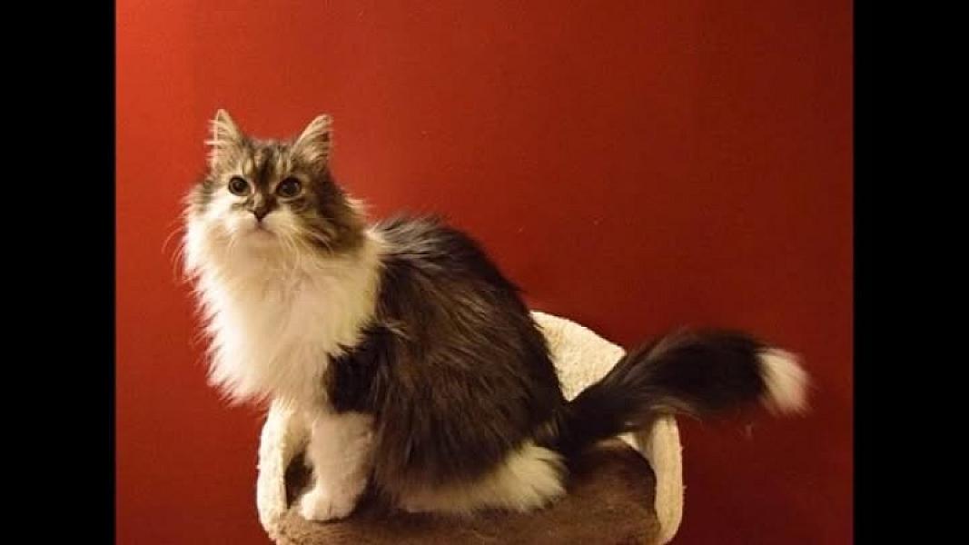 Kattenpraat