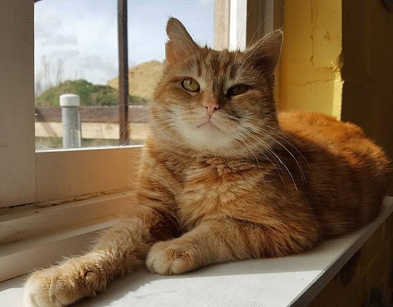 Kattenpraat
