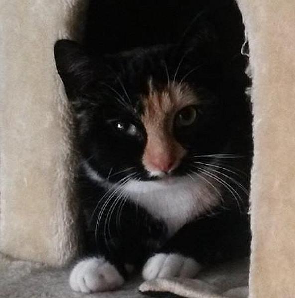Kattenpraat