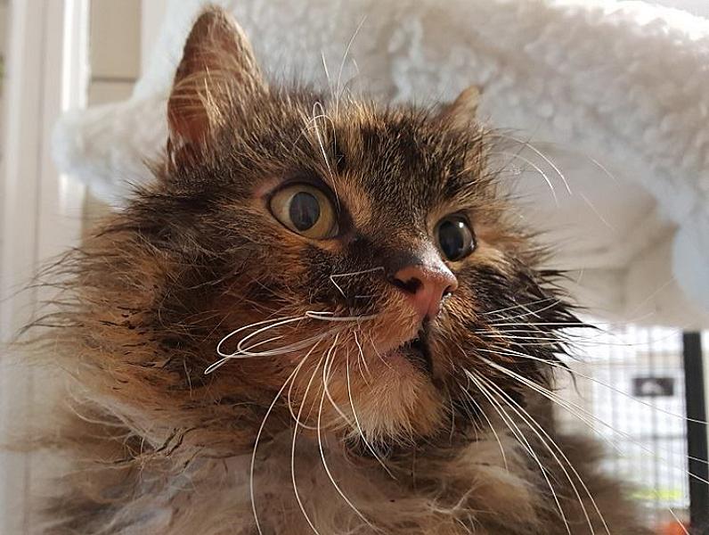 Kattenpraat