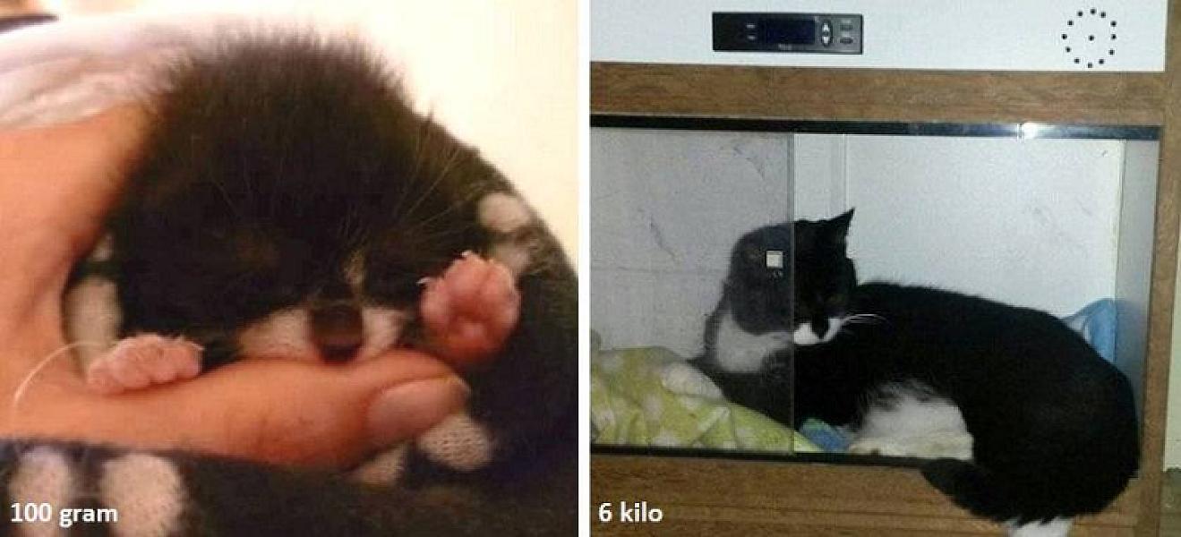 Kattenpraat