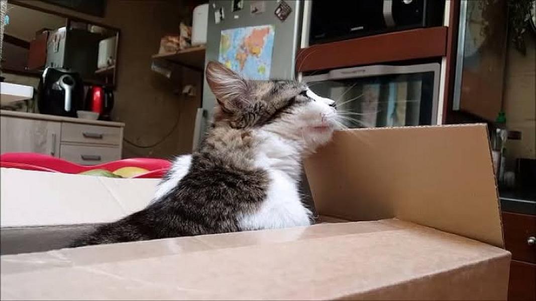Kattenpraat