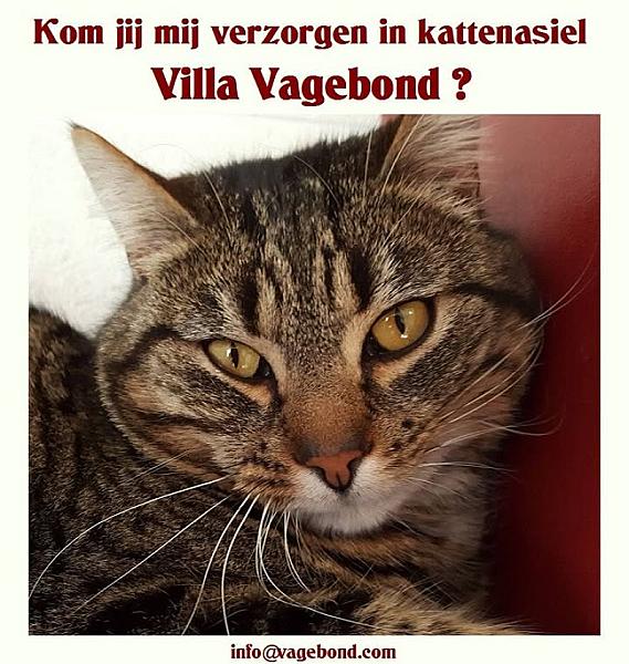 Kattenpraat