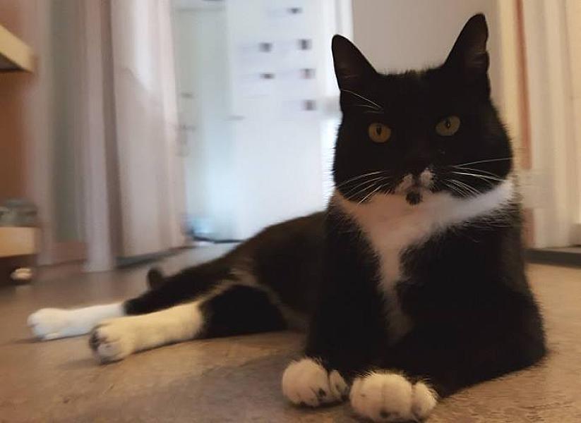 Kattenpraat