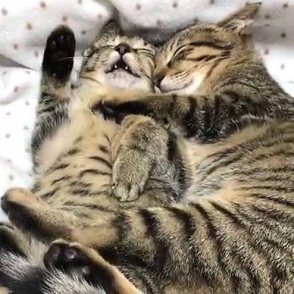Kattenpraat