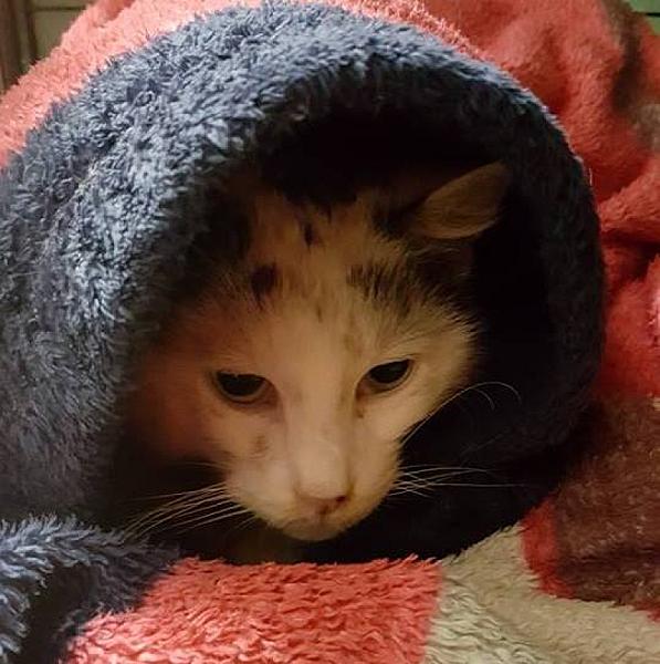 Kattenpraat
