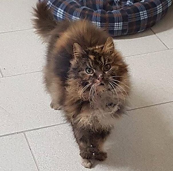 Kattenpraat