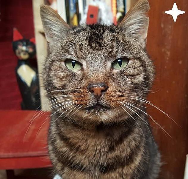 Kattenpraat