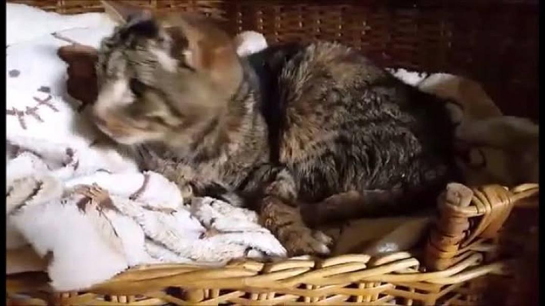 Kattenpraat