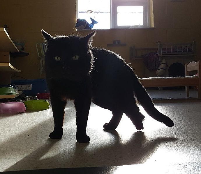 Kattenpraat