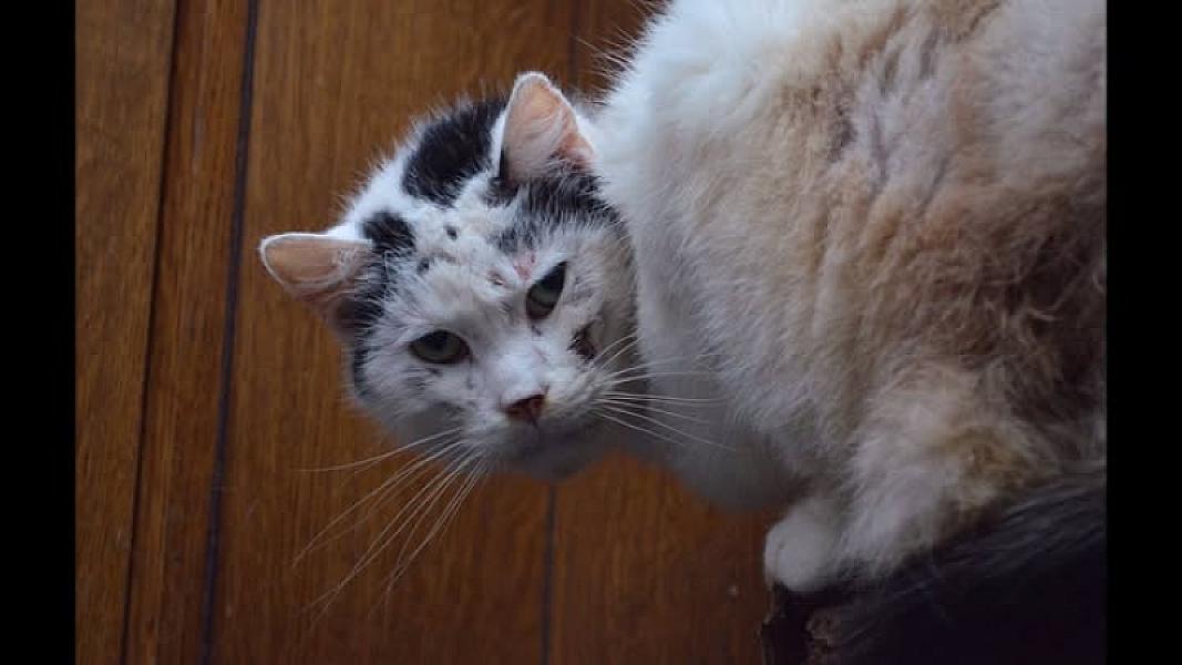 Kattenpraat