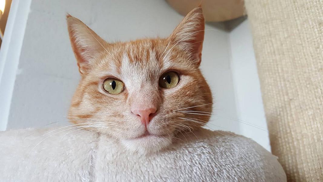 Kattenpraat