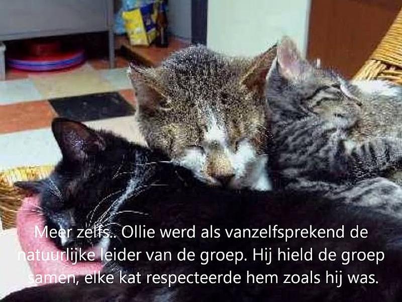 Kattenpraat