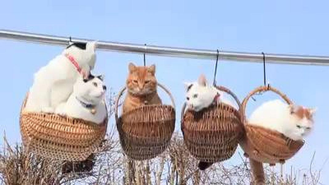 Kattenpraat