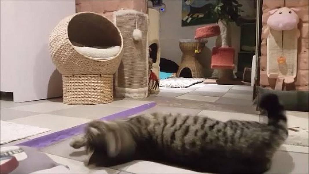 Kattenpraat