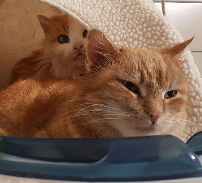 Kattenpraat