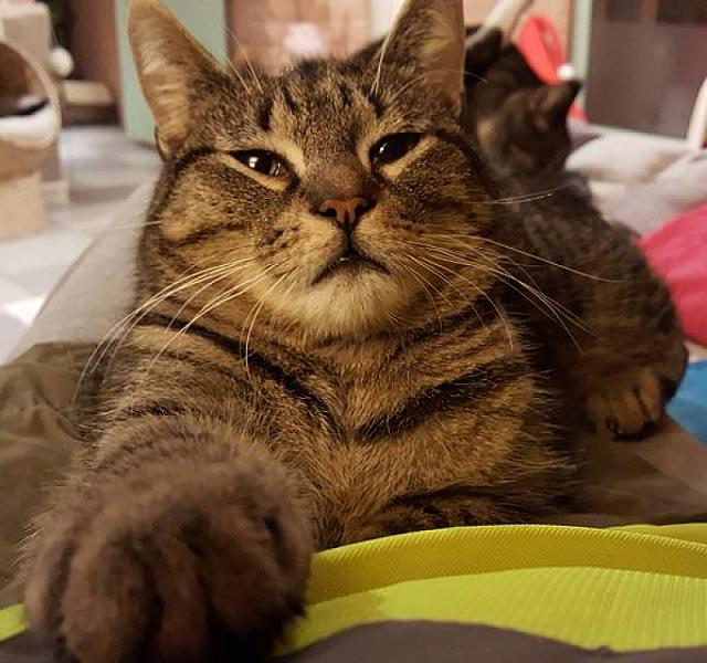 Kattenpraat