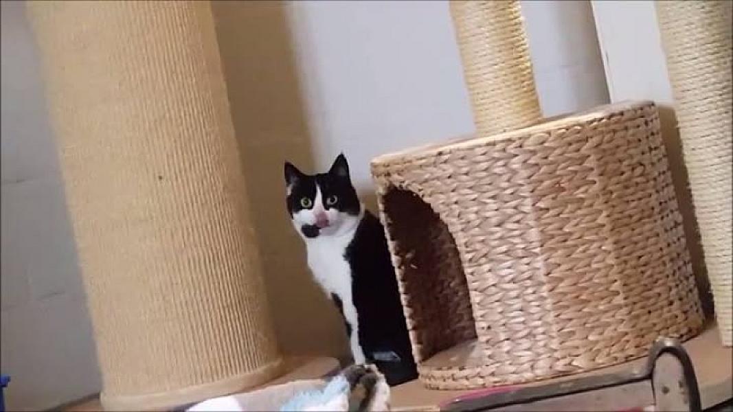 Kattenpraat