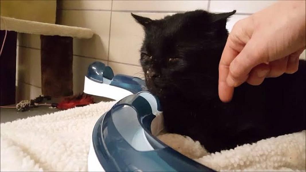 Kattenpraat