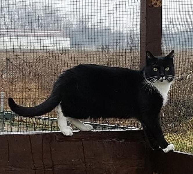 Kattenpraat