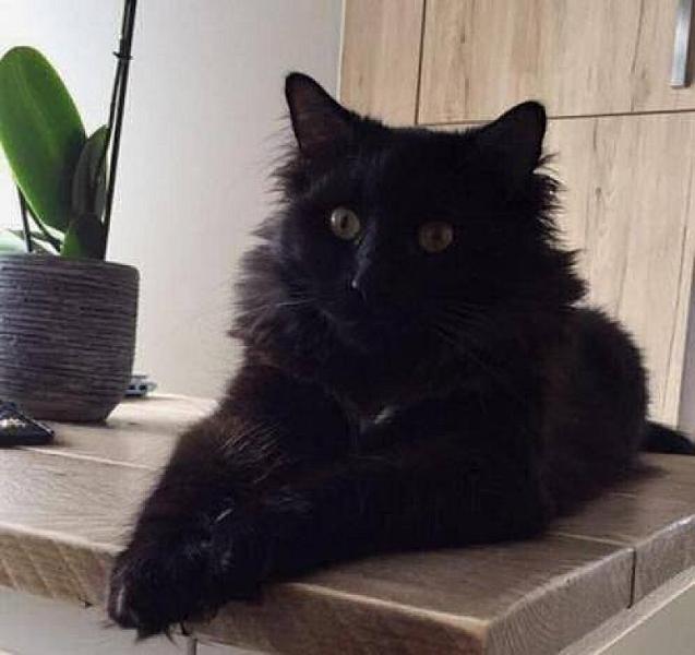 Kattenpraat