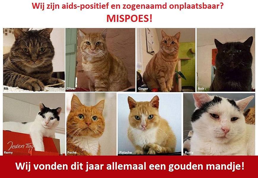 Kattenpraat