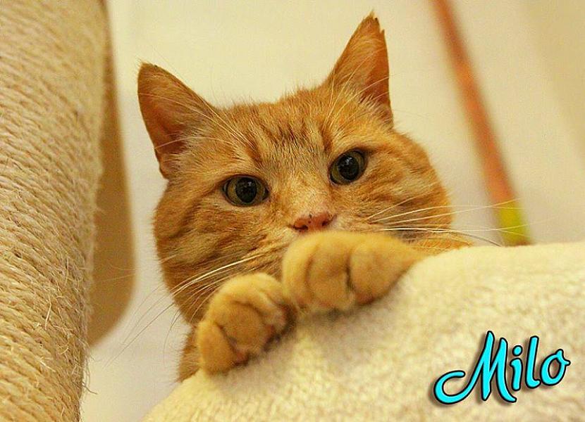 Kattenpraat