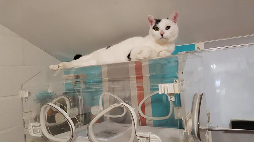 Kattenpraat