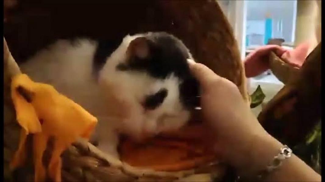 Kattenpraat