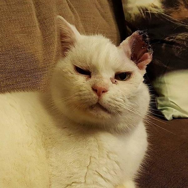 Kattenpraat