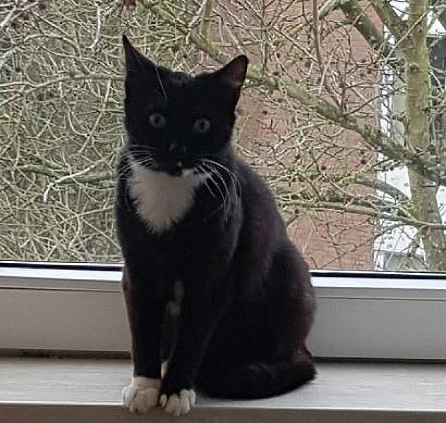 Kattenpraat