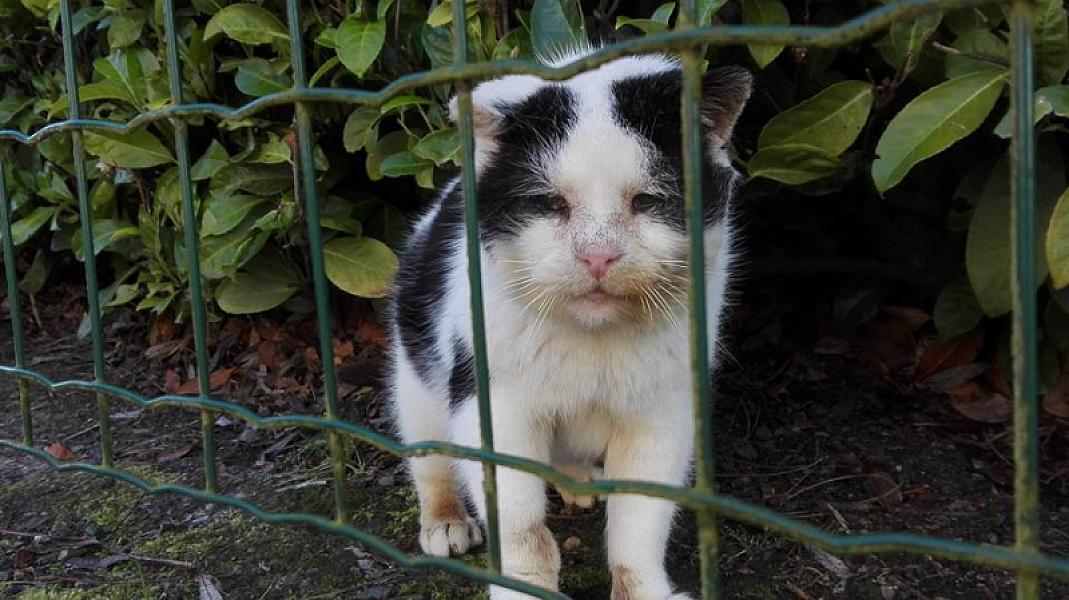 Kattenpraat