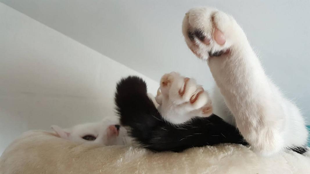 Kattenpraat