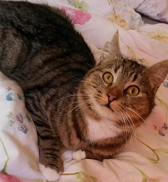 Kattenpraat