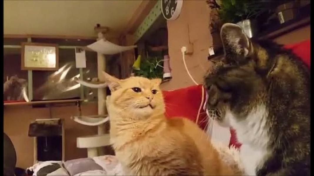 Kattenpraat