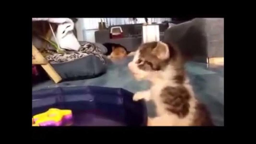 Kattenpraat
