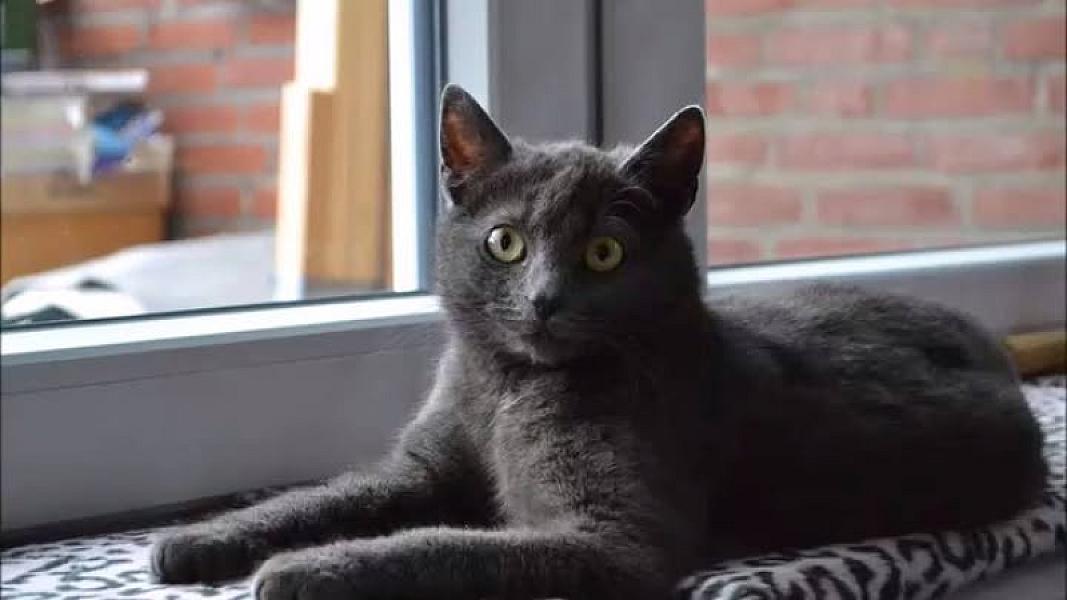 Kattenpraat