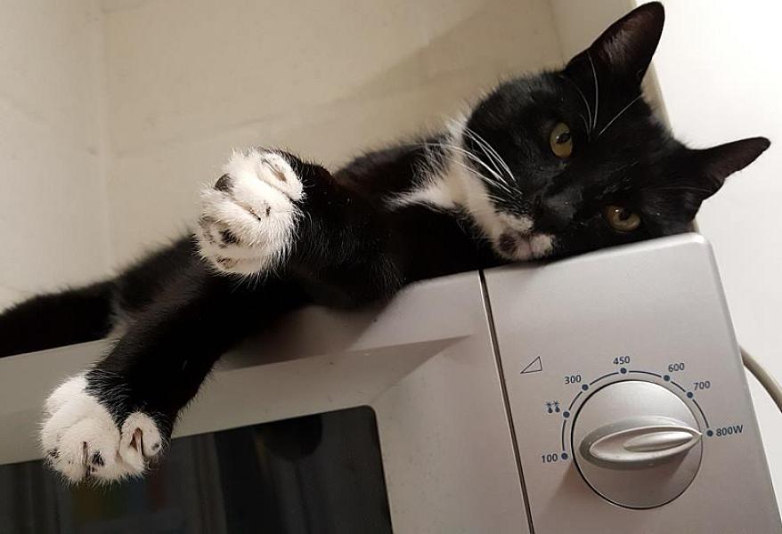 Kattenpraat
