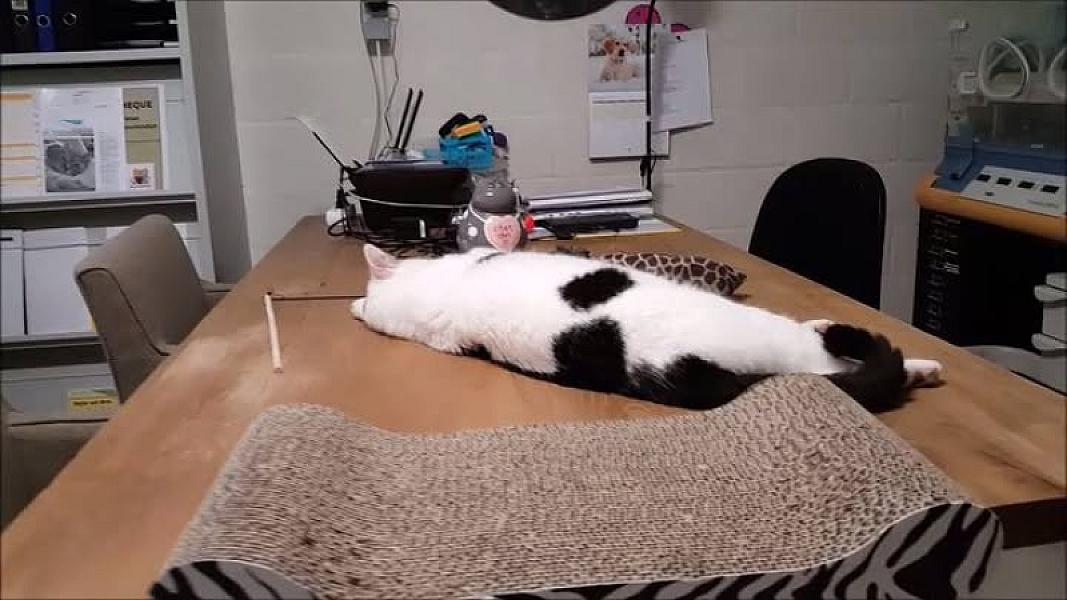 Kattenpraat
