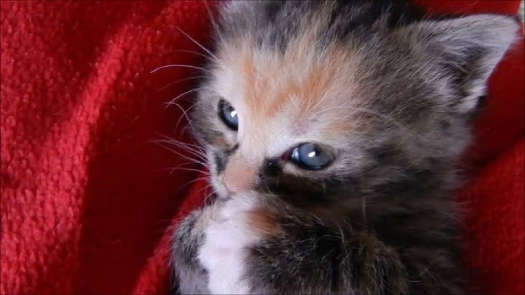 Kattenpraat