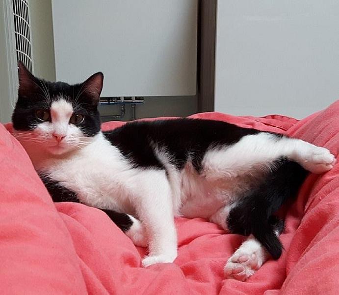 Kattenpraat