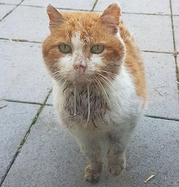 Kattenpraat