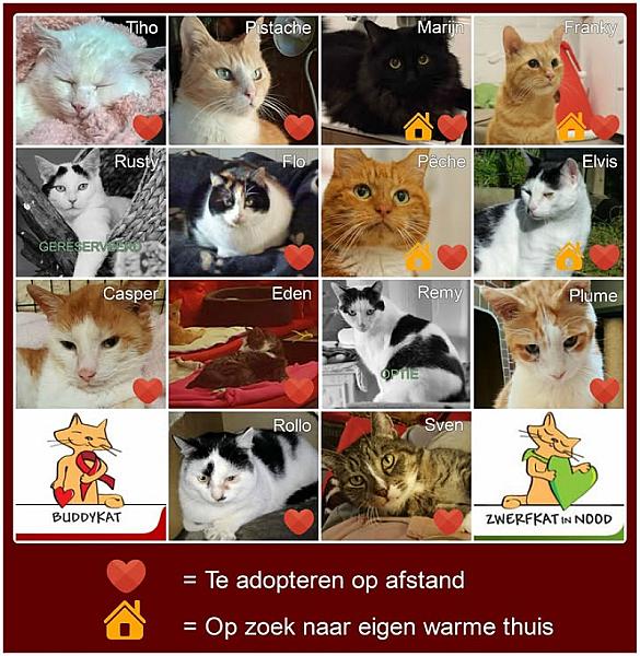 Kattenpraat