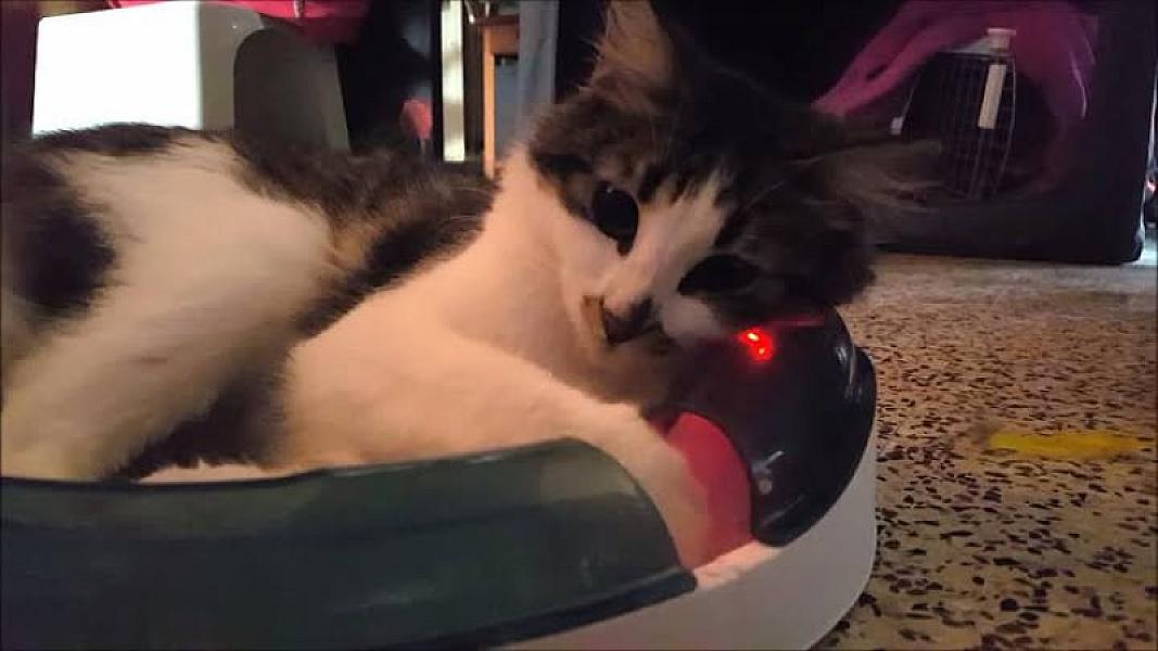 Kattenpraat