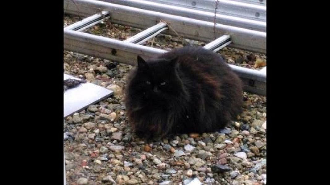 Kattenpraat