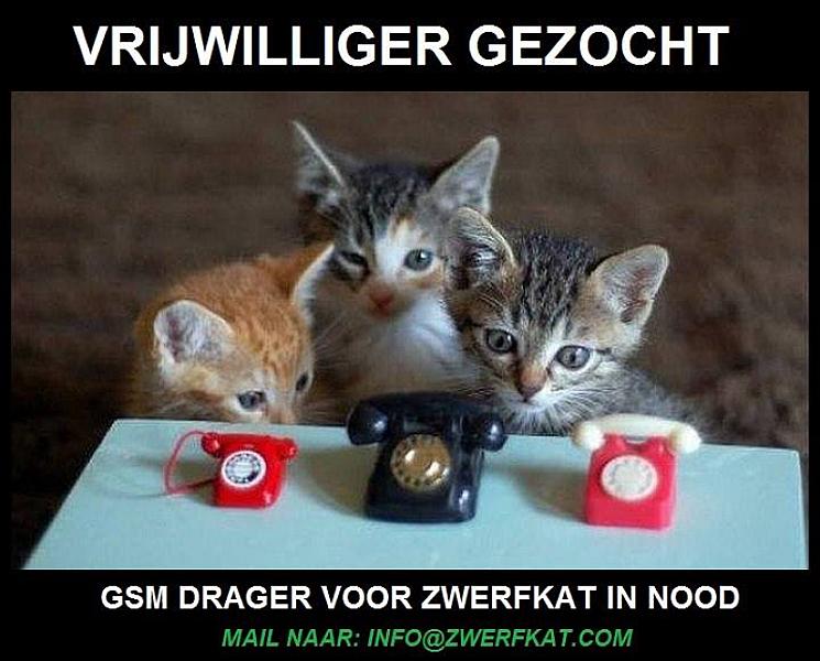 Kattenpraat