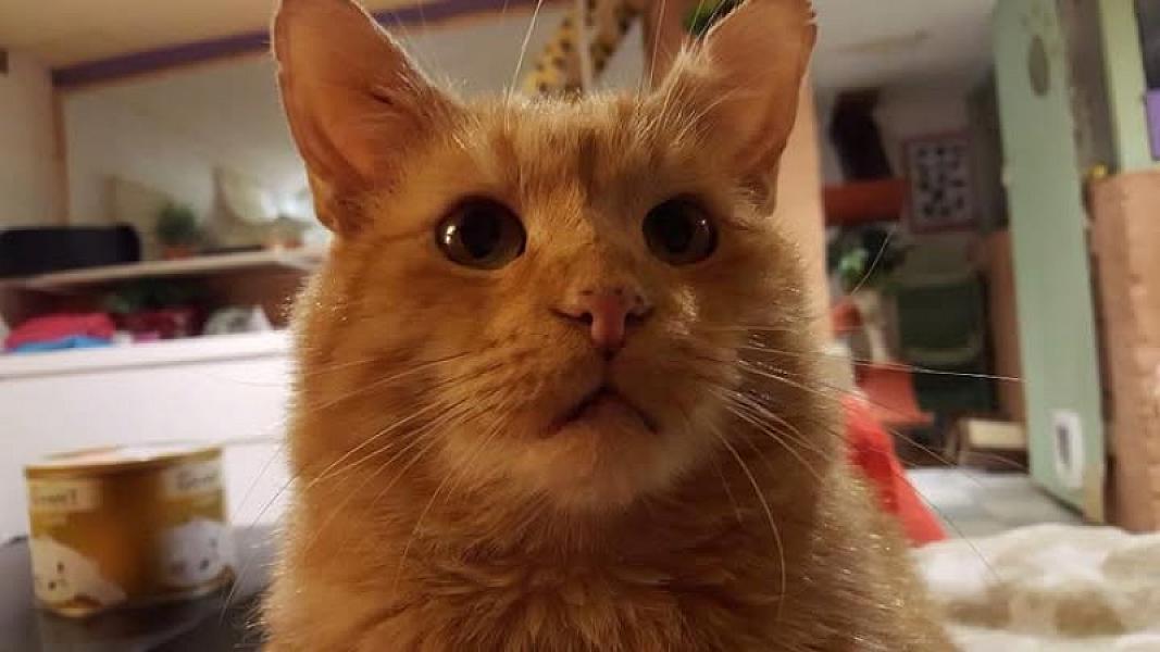 Kattenpraat