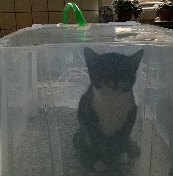 Kattenpraat